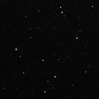 Corvus