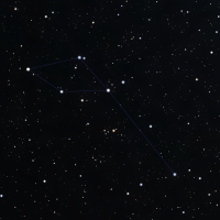 Delphinus