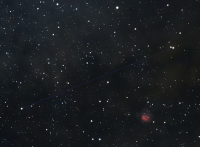 Vulpecula